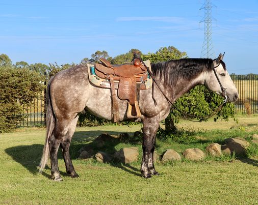 Excellence, a 9-year-old Dapple Grey American Quarter Horse gelding for sale