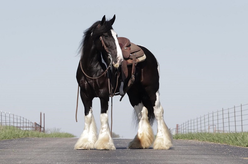 Diamond, a 8-year-old Black and White Gypsy Vanner mare for sale