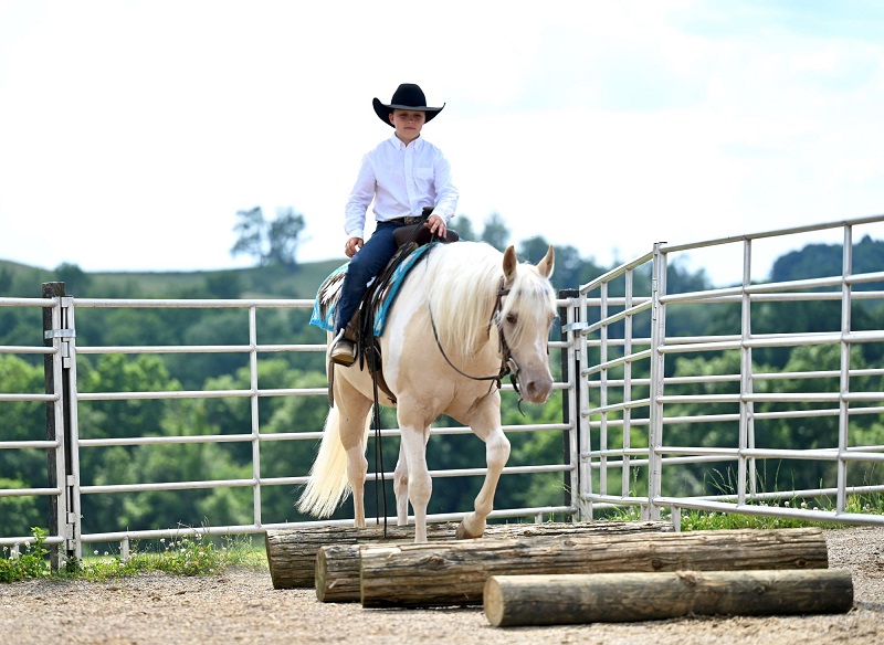 David, a 8-year-old Palomino Paint Pony gelding for sale