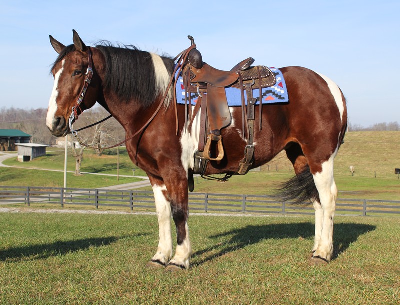 Tessy, a 10-year-old Tobiano American Quarter Horse mare for sale
