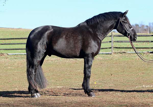 Justice, a 8-year-old Black Friesian gelding for sale