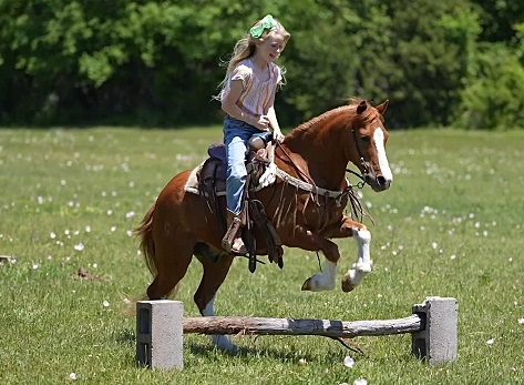 Willy, a 8-year-old Sorrel Pony gelding for sale