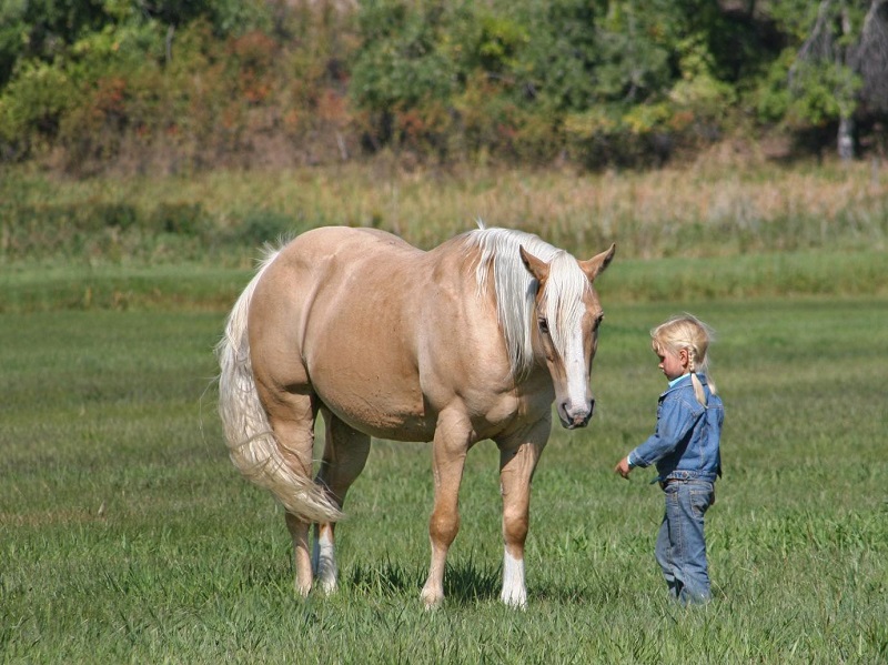 Bashiru, a 9-year-old Palomino American Quarter Horse gelding for sale