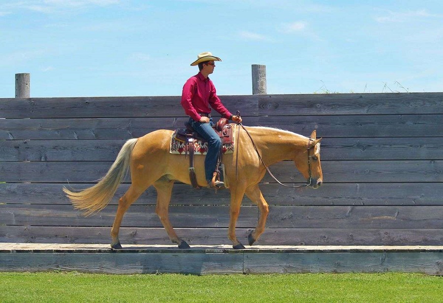 Dallas, a 8-year-old Palomino American Quarter Horse gelding for sale