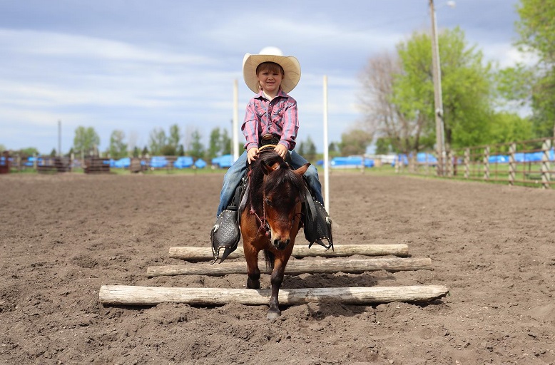 Prince, a 6-year-old Bay Pony gelding for sale