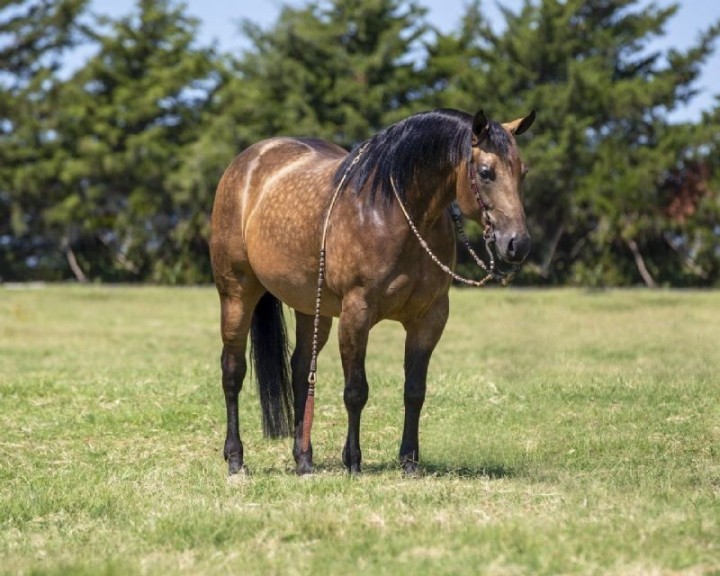 Lucy, a 8-year-old Buckskin American Quarter Horse mare for sale