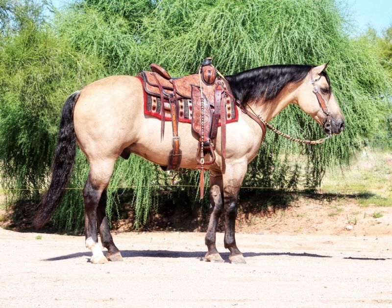 Phantom, a 9-year-old Buckskin Dun American Quarter Horse gelding for sale