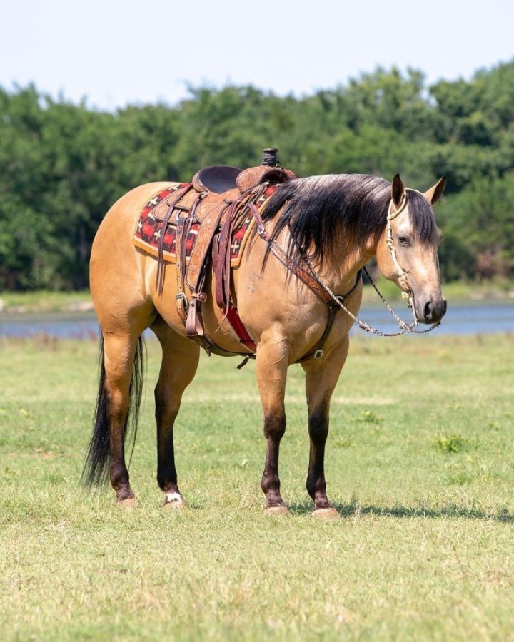 Lucky, a 8-year-old Buckskin American Quarter Horse gelding for sale