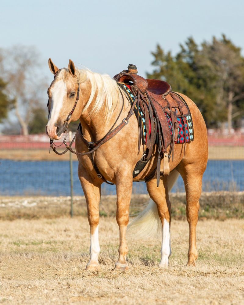 Dash, a 10-year-old Palomino American Quarter Horse gelding for sale