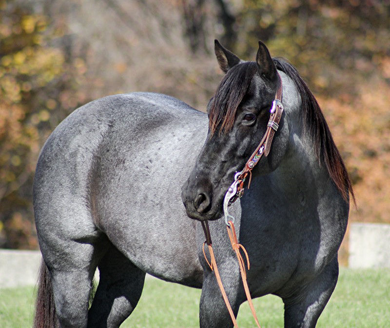 Bolt, a 8-year-old Blue Roan American Quarter Horse gelding for sale