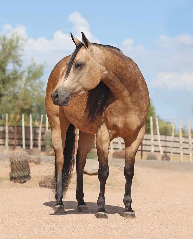 Queen, a 8-year-old Buckskin American Quarter Horse mare for sale