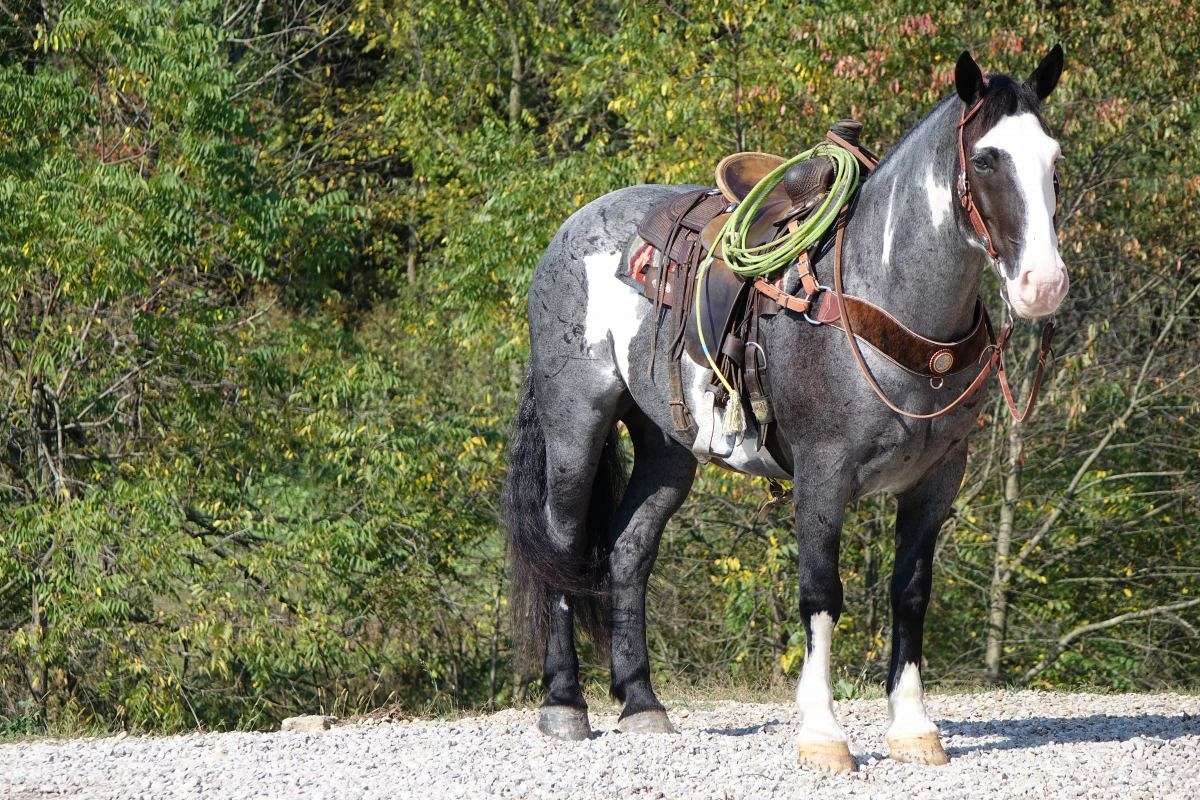 Cherokee, a 9-year-old Blue Roan American Quarter Horse gelding for sale