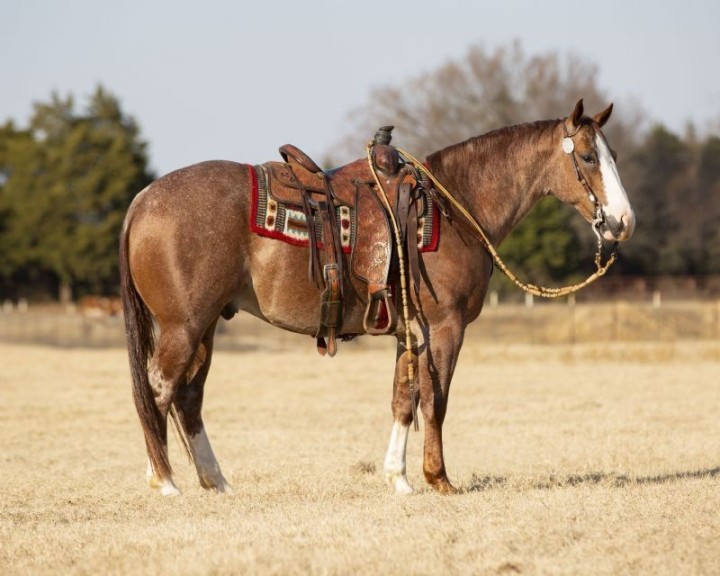 Gucci, a 10-year-old Red Roan American Quarter Horse gelding for sale