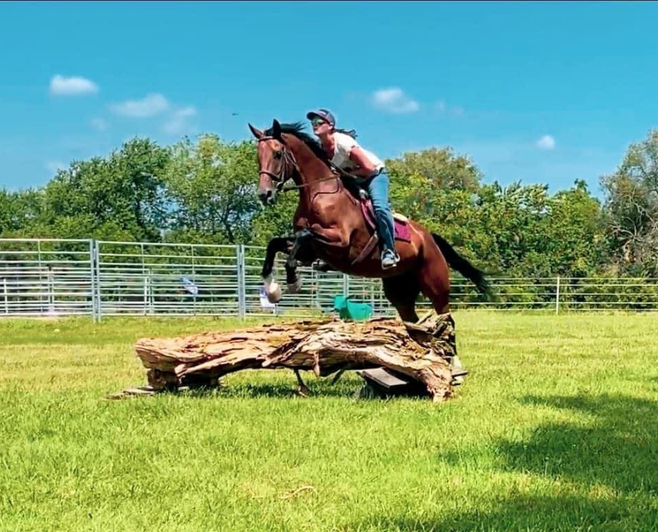 Hildi, a 11-year-old Bay Warmblood gelding for sale