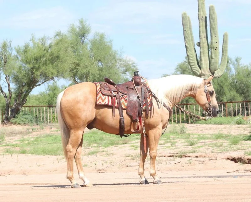 Torch, a 7-year-old Palomino American Quarter Horse gelding for sale