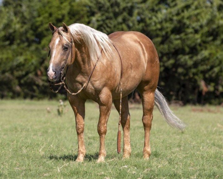 Billy, a 6-year-old Palomino American Quarter Horse gelding for sale