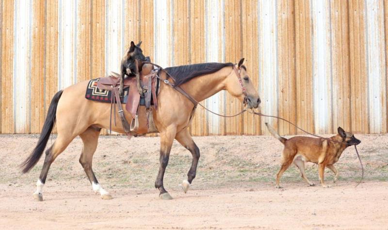 Randy, a 9-year-old Buckskin American Quarter Horse gelding for sale