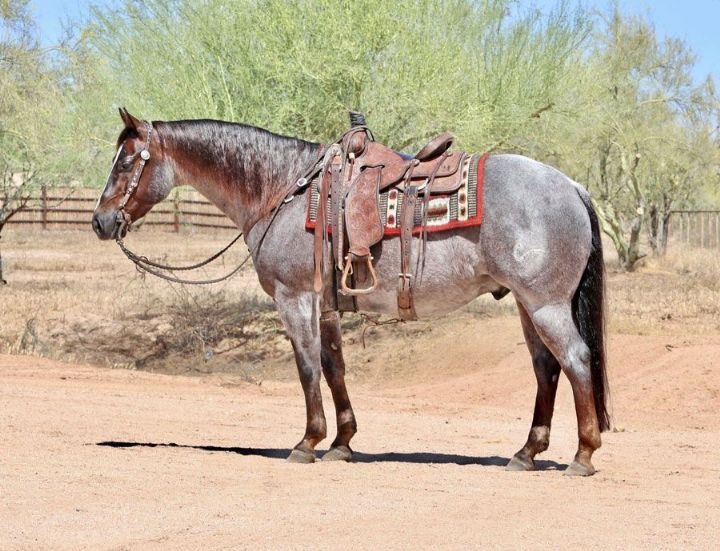 Sahara, a 7-year-old Red Roan American Quarter Horse gelding for sale