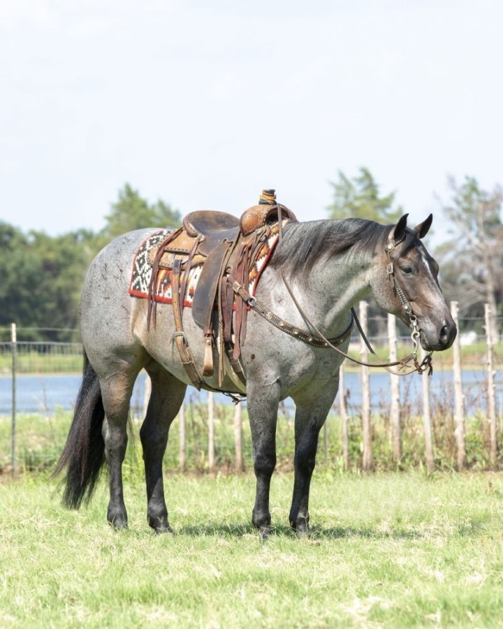 Master, a 9-year-old Blue roan American Quarter Horse gelding for sale