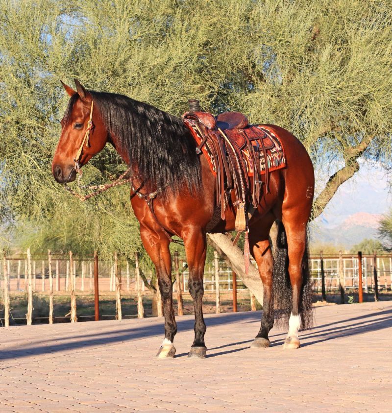 Yankee, a 8-year-old Bay American Quarter Horse gelding for sale