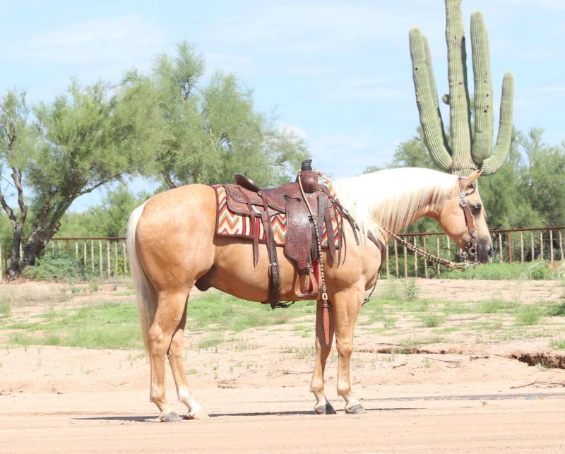 Amarillo, a 8-year-old Palomino American Quarter Horse gelding for sale