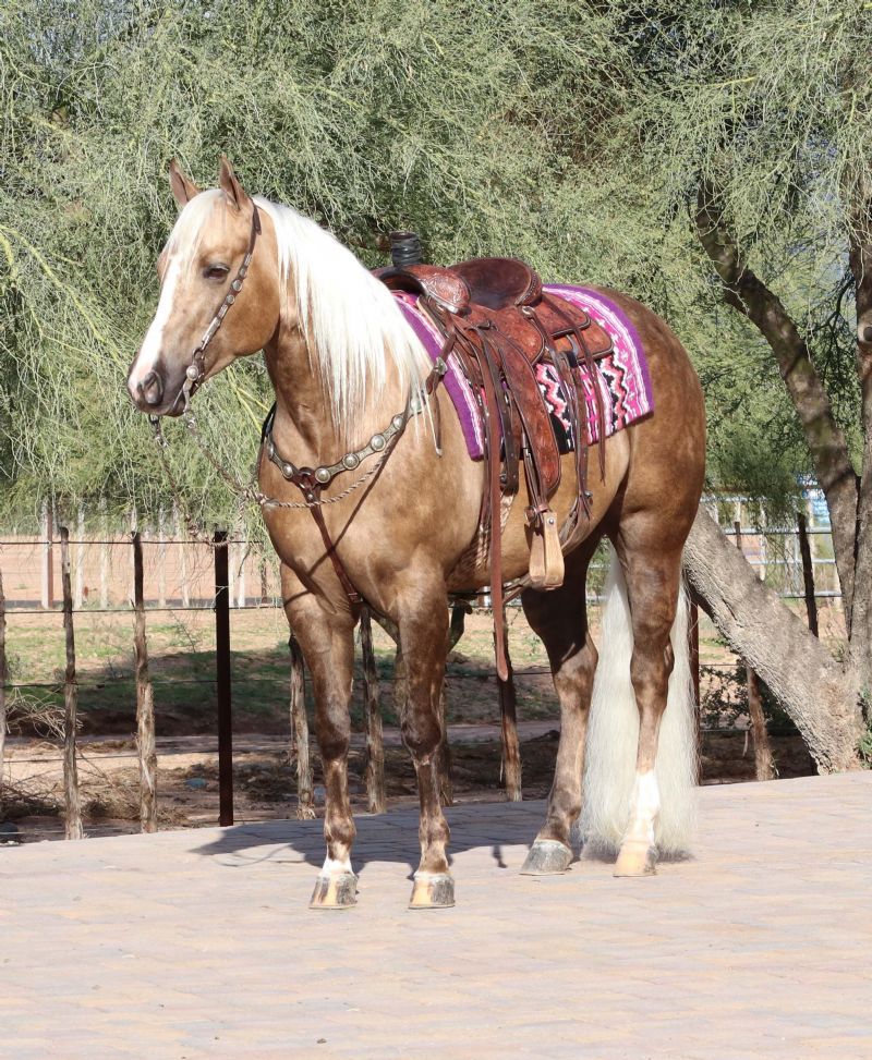 Beauty, a 7-year-old Palomino American Quarter Horse mare for sale