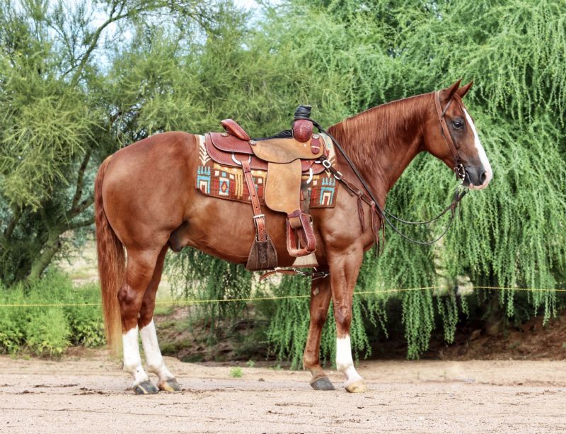 Patrick, a 7-year-old Sorrel American Quarter Horse gelding for sale