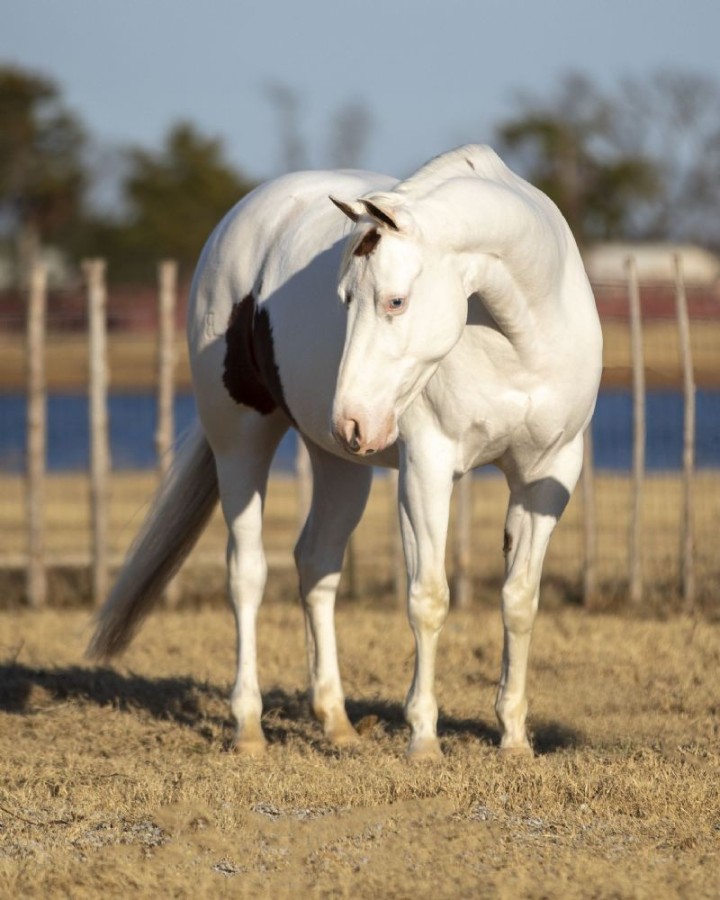 Gunner, a 9-year-old Sorrel Overo American Paint Horse gelding for sale