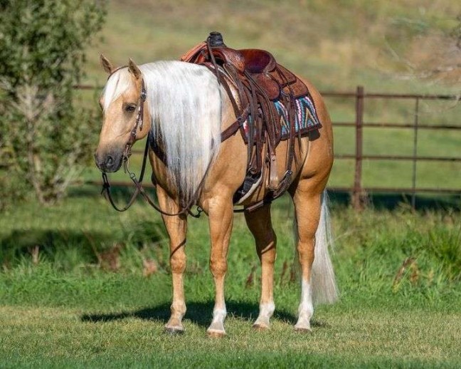 Robinhood, a 8-year-old Palomino American Quarter Horse gelding for sale