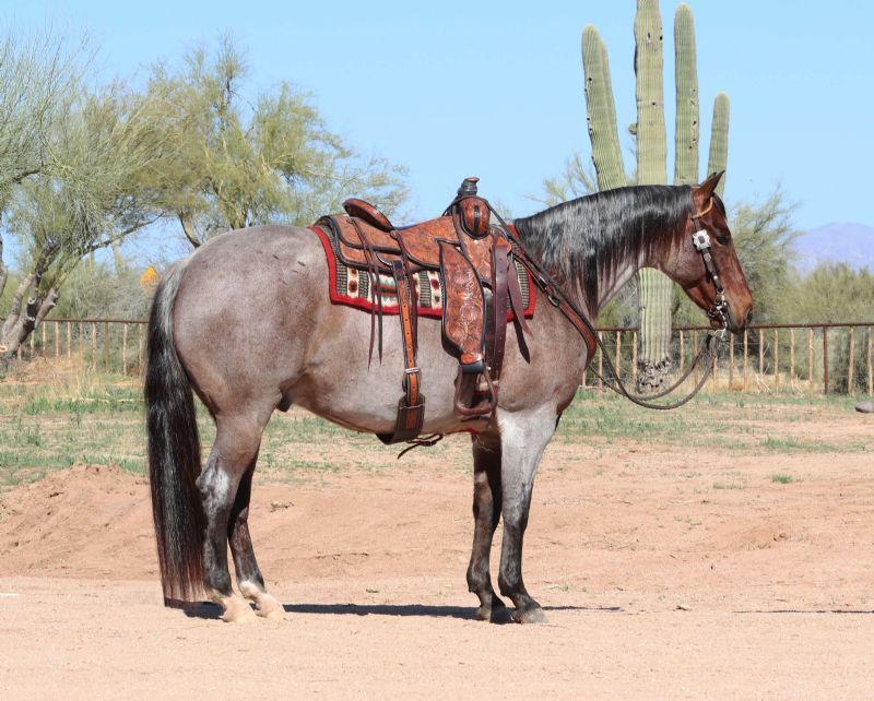 Patriot, a 9-year-old Bay Roan American Quarter Horse gelding for sale
