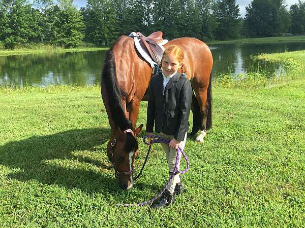 Jockey, a 8-year-old Bay Pony gelding for sale