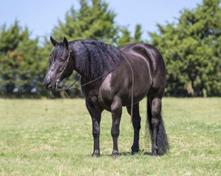 Breeze, a 10-year-old Black American Quarter Horse gelding for sale