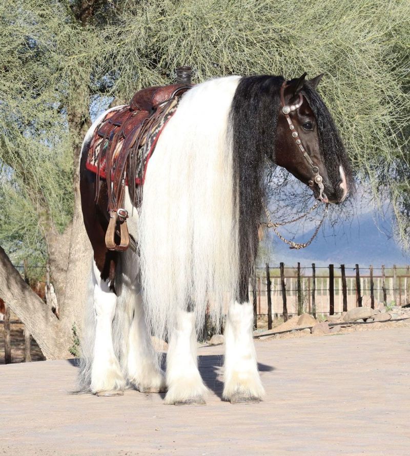 Boris, a 8-year-old Black Tobiano Gypsy Vanner gelding for sale