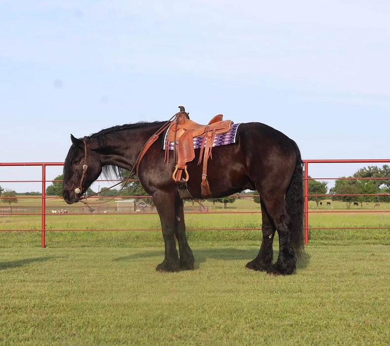 Cheyenne, a 10-year-old Black Percheron Cross gelding for sale