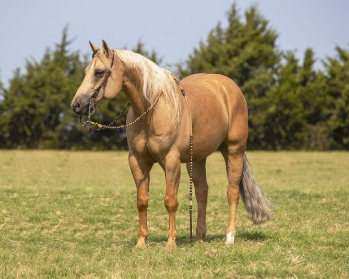 Bourbon, a 6-year-old Palomino American Quarter Horse gelding for sale