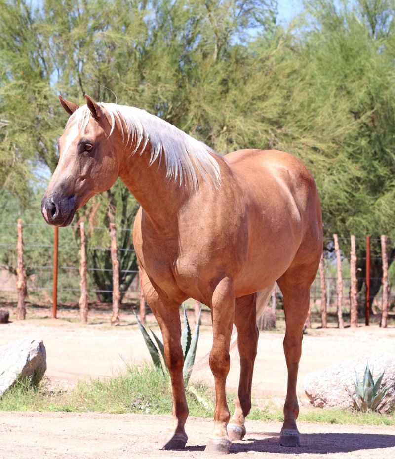 Whisper, a 7-year-old Palomino American Quarter Horse gelding for sale