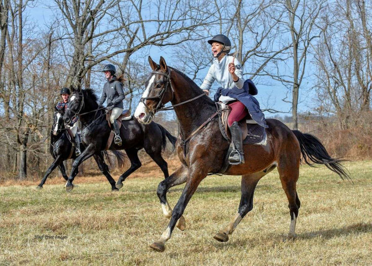 Boss, a 9-year-old Bay Dutch Warmblood gelding for sale
