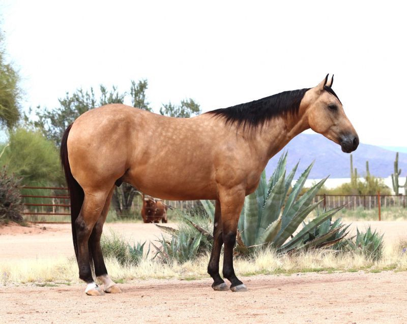 Teddy, a 8-year-old Buckskin American Quarter Horse gelding for sale