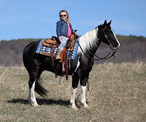 Vandam, a 9-year-old Black Tobiano American Paint Horse gelding for sale