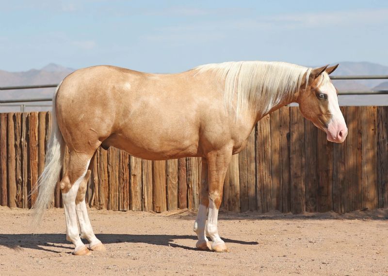 Sun, a 8-year-old Palomino American Quarter Horse gelding for sale