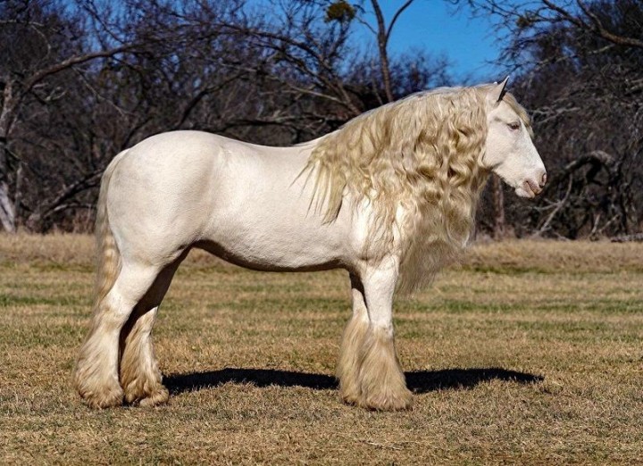 Elsie, a 10-year-old Cremello Gypsy Vanner mare for sale