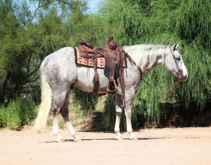 Sheriff, a 9-year-old Gray American Quarter Horse gelding for sale