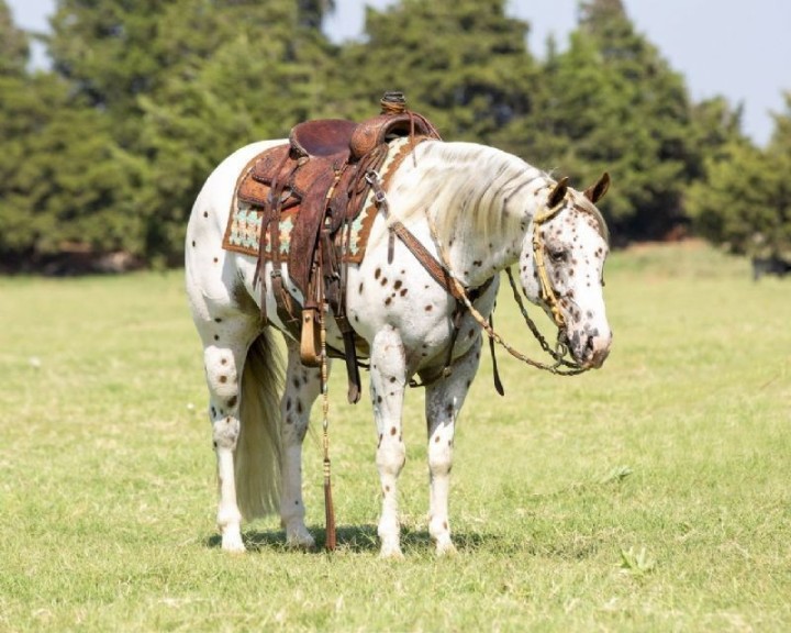Holiday, a 8-year-old Gray American Paint Horse gelding for sale