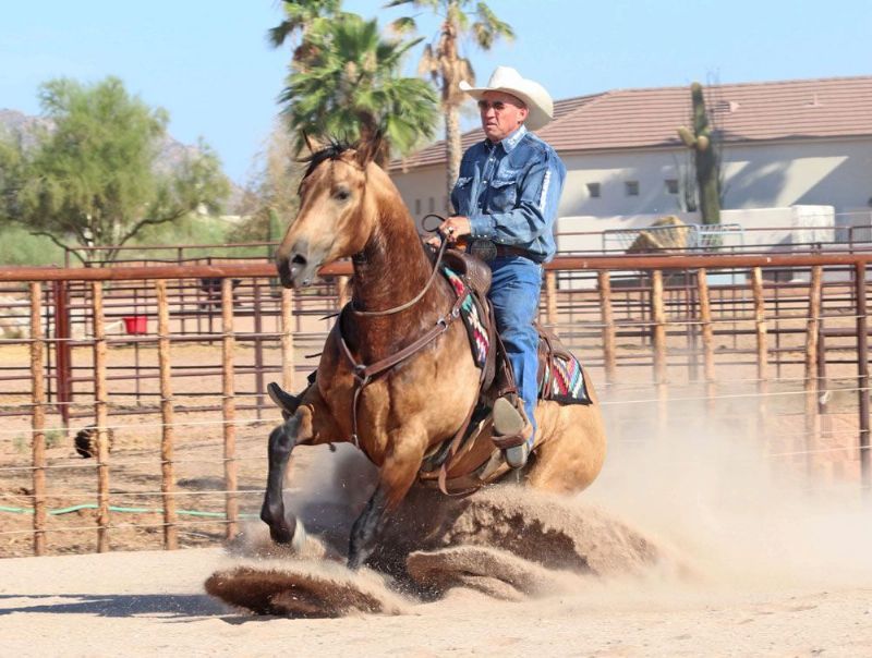 Danny, a 10-year-old Buckskin American Quarter Horse gelding for sale