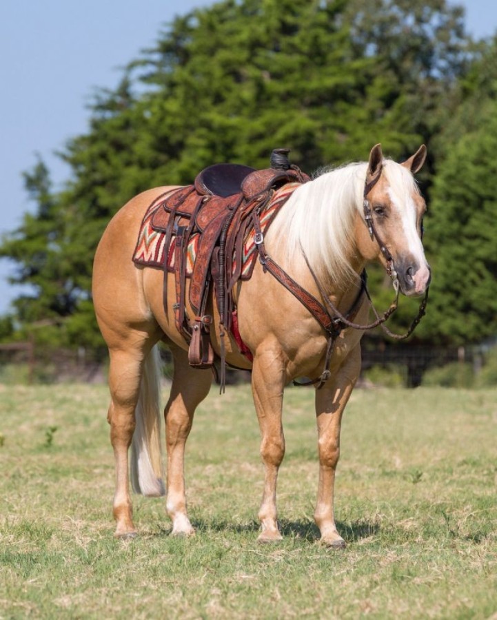 Legend, a 8-year-old Palomino American Quarter Horse gelding for sale
