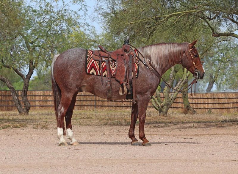 Chewy, a 11-year-old Red Roan American Quarter Horse gelding for sale