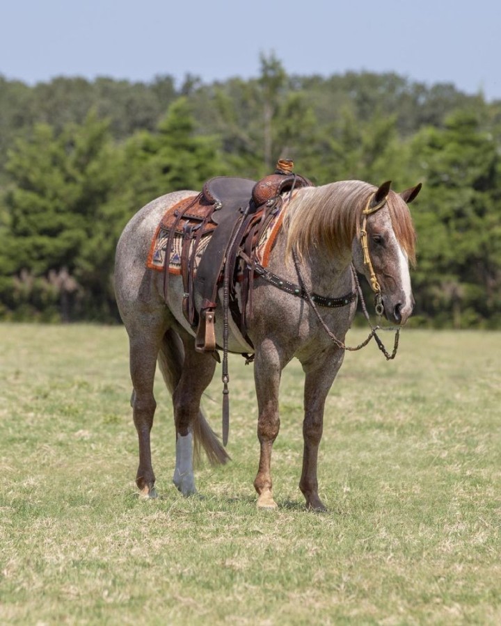 Kingsley, a 6-year-old Red Roan American Quarter Horse gelding for sale