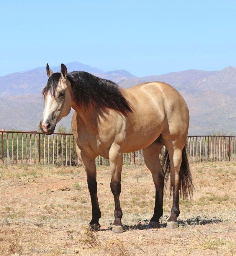 Tex, a 9-year-old Buckskin American Quarter Horse gelding for sale