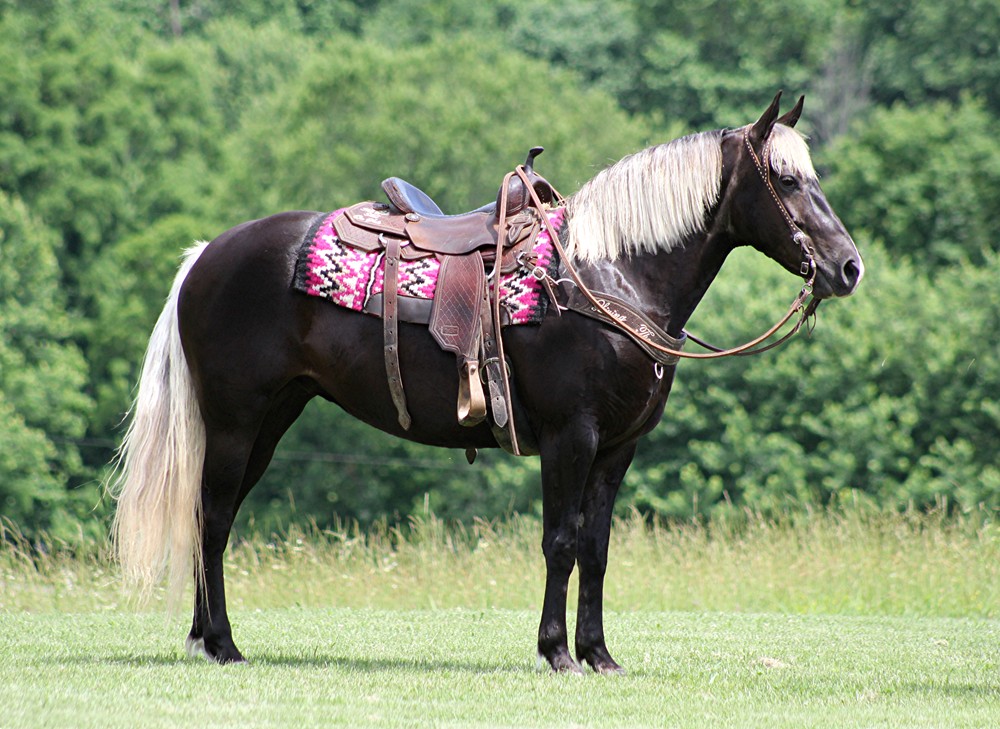 Winnie, a 9-year-old Chocolate Rocky Mountain Horse mare for sale