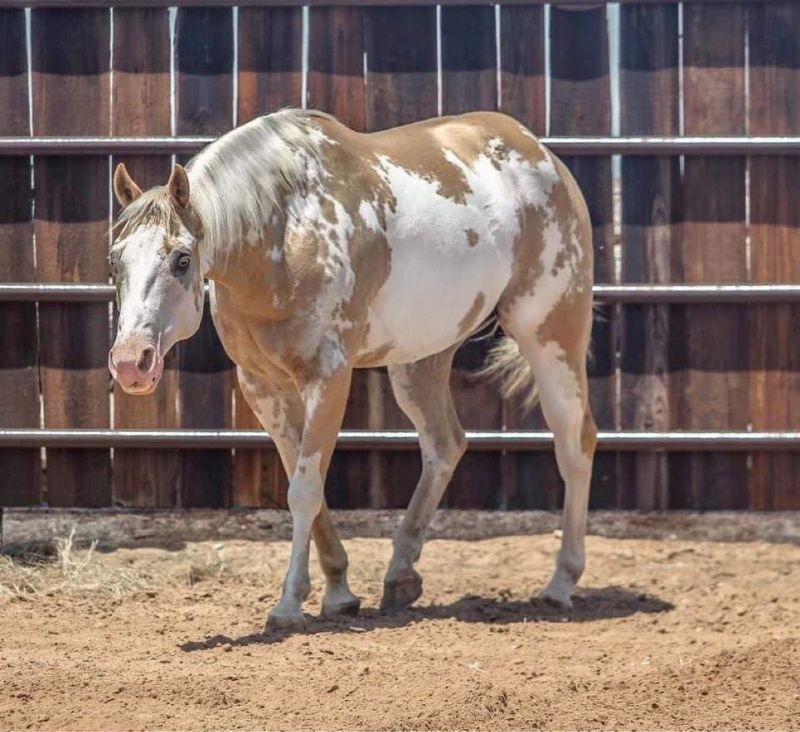 Ginger, a 8-year-old Tobiano American Paint Horse gelding for sale